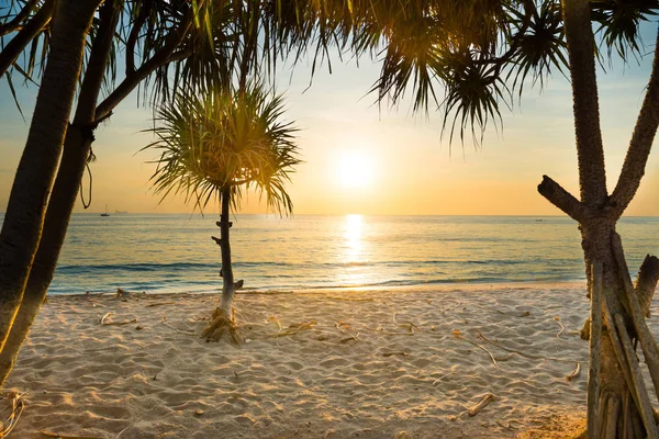 Sunset at tropical beach with palms — Stock Photo, Image