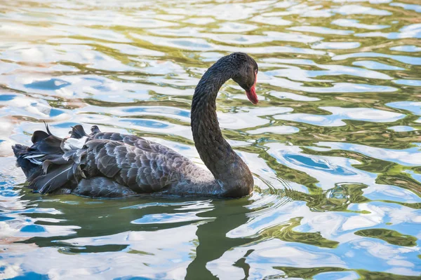 Cisne negro nadando en estanque —  Fotos de Stock