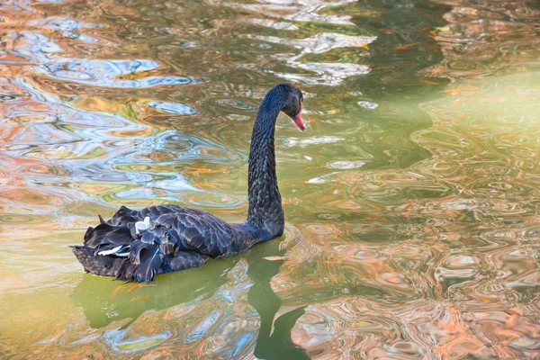 Cisne negro nadando na lagoa — Fotografia de Stock