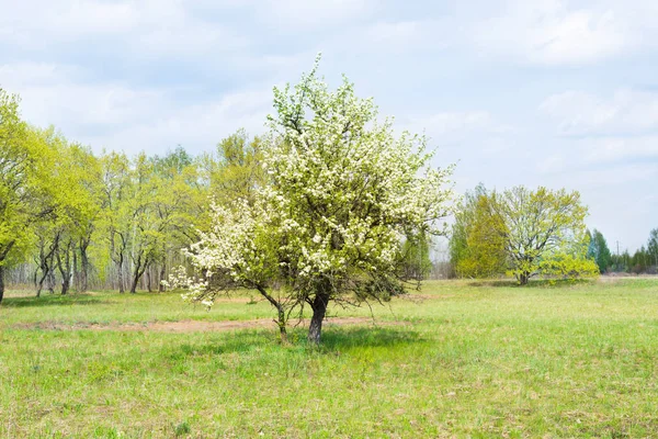 Beyaz çiçekli yabani armut ağacı — Stok fotoğraf