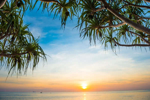 Sunset at tropical beach with palms — Stock Photo, Image