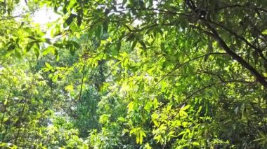 Orman ormanlarındaki yapraklardan geçen güneş ışığının manzara görünümü