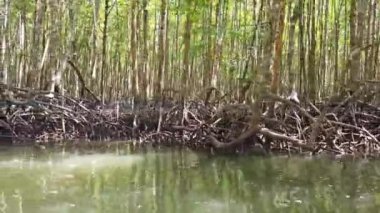 Nehirdeki mangrov ormanı ve sudan yetişen ağaç kökleri