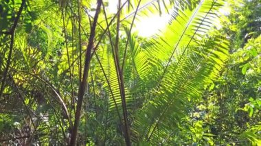 Orman ormanlarındaki yapraklardan geçen güneş ışığının manzara görünümü