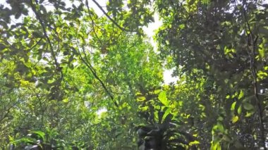 Orman ormanlarındaki yapraklardan geçen güneş ışığının manzara görünümü