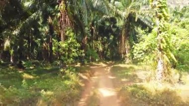 Yolda ve Tayland tropikal orman üzerinde sürüş araba görünümü 