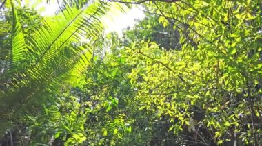 Orman ormanlarındaki yeşil yapraklardan geçen güneş ışığı