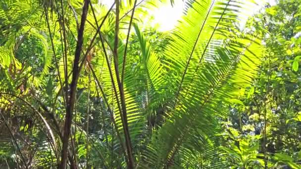 Vista Panorâmica Luz Solar Passando Por Folhas Floresta Selva — Vídeo de Stock