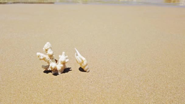 Corail Blanc Coquillage Sur Plage Sable — Video