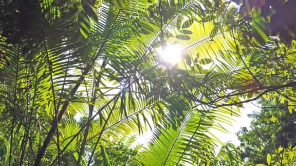 Vista Panorámica Luz Solar Que Atraviesa Las Hojas Bosque Selvático — Vídeos de Stock