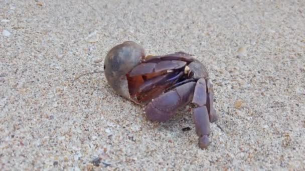 Primo Piano Granchio Eremita Con Conchiglia Strisciante Sulla Spiaggia Sabbia — Video Stock