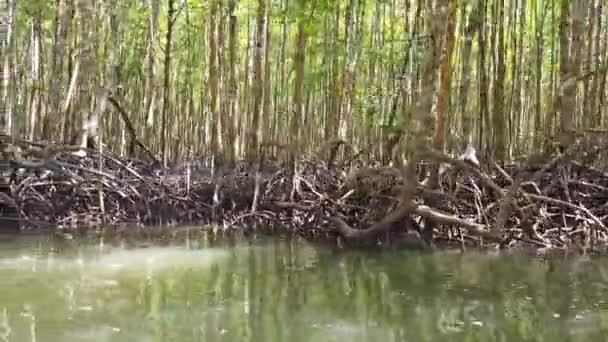 Mangroves Forest River Trees Roots Growing Water — Stock Video