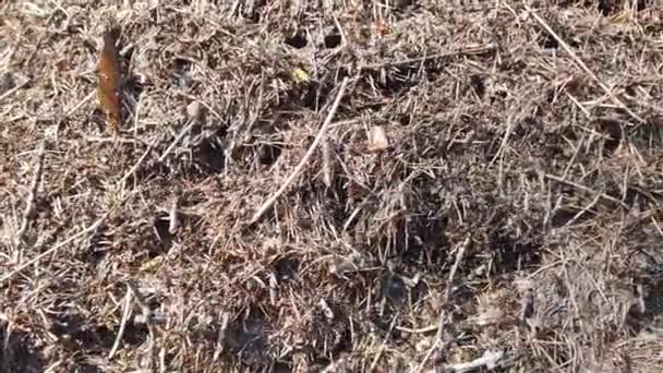 Fermeture du nid de fourmis en forêt printanière 