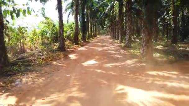 View Driving Car Road Thailand Tropical Forest — Stock Video