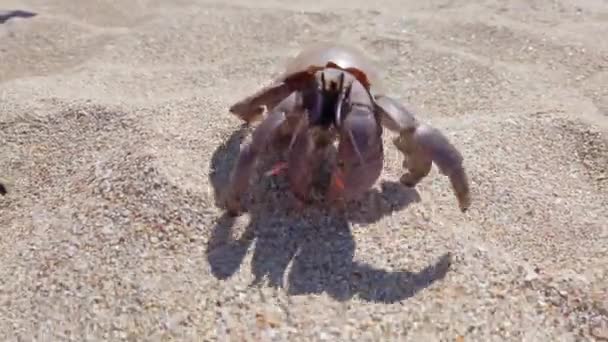 Gros plan de crabe ermite avec coquille rampant sur la plage de sable 