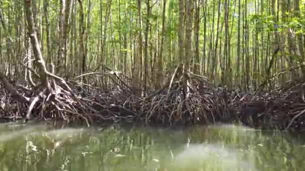 Mangrovenwald Fluss Mit Baumwurzeln Die Aus Wasser Wachsen — Stockvideo
