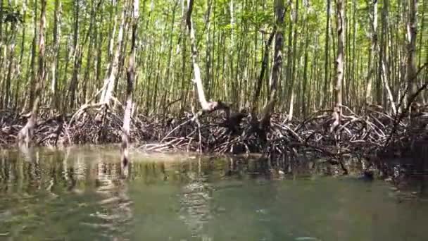 Mangrovenwald Fluss Mit Baumwurzeln Die Aus Wasser Wachsen — Stockvideo