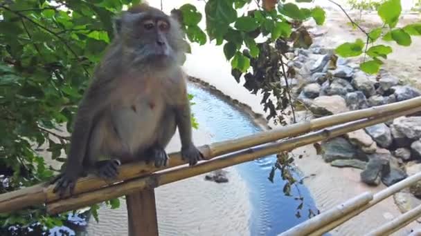 Крупним Планом Мавпа Сидить Паркані Лісі — стокове відео