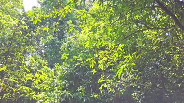 Zonlicht Gaat Door Groene Bladeren Jungle Bos — Stockvideo