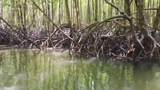 Floresta Manguezais Rio Com Raízes Árvores Que Crescem Água — Vídeo de Stock