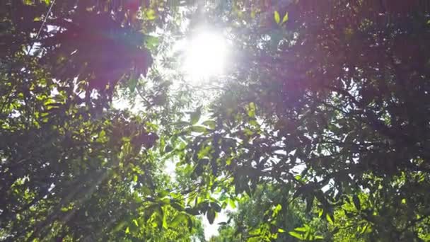 Vyhlídkový Pohled Sluneční Svit Procházející Listím Lese Džungle — Stock video