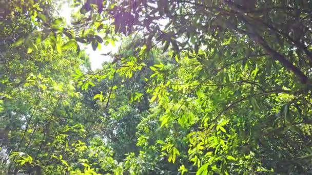 Ηλιακό Φως Περνά Μέσα Από Πράσινα Φύλλα Στο Δάσος Της — Αρχείο Βίντεο