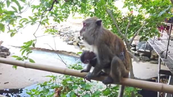 Primo Piano Scimmie Sulla Recinzione Nella Foresta — Video Stock