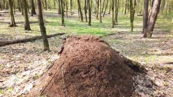 Close Formigas Ninho Floresta Primavera — Vídeo de Stock