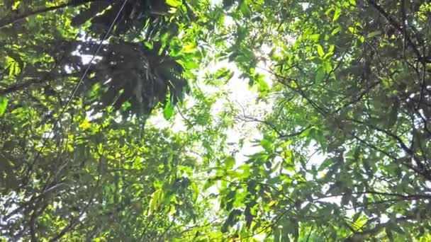 Vista Panorámica Luz Solar Que Atraviesa Las Hojas Bosque Selvático — Vídeos de Stock