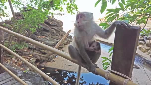 Ormanda Çit Üzerinde Maymunlar Yakın — Stok video