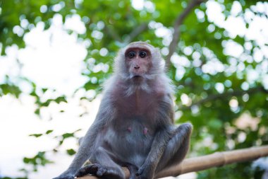 Sitting adult macaque monkey clipart