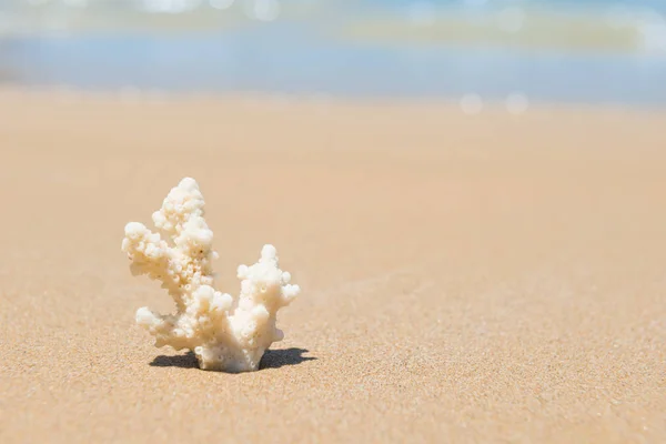 Biały koralowy na piaszczystej plaży — Zdjęcie stockowe