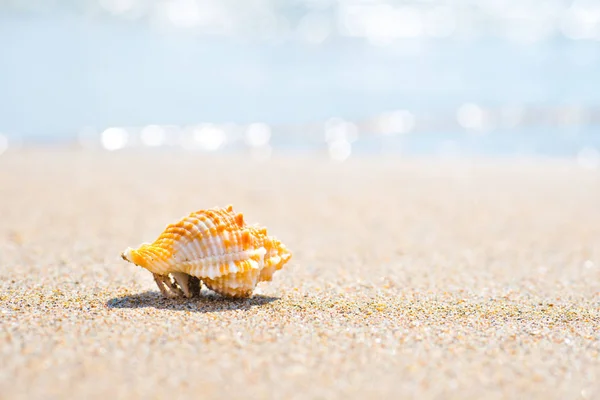 Macro colpo di conchiglia sulla spiaggia di sabbia — Foto Stock