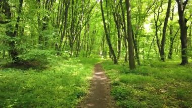 Yeşil orman yolu ile, ağaçlar ve güneş ışığı yaprakları, 4k klip geçiyor