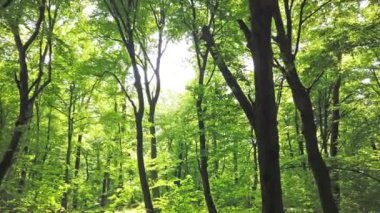 Yapraklardan geçen ağaçlar ve güneş ışığı ile yeşil orman, 4k klip