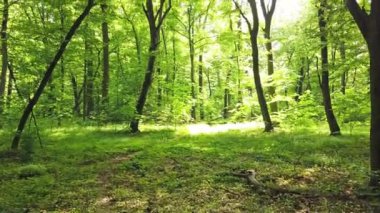 Yapraklardan geçen ağaçlar ve güneş ışığı ile yeşil orman, 4k klip