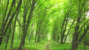 Yeşil orman yolu ile, ağaçlar ve güneş ışığı yaprakları, 4k klip geçiyor