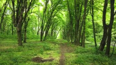 Yeşil orman yolu ile, ağaçlar ve güneş ışığı yaprakları, 4k klip geçiyor