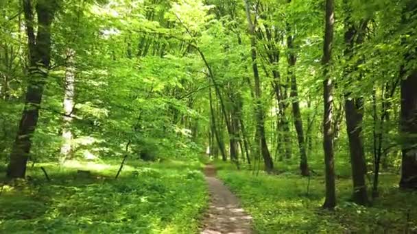 Malebný Pohled Cesty Zeleném Lese — Stock video