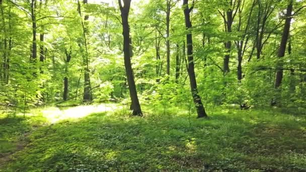 Zelený Les Stromy Sluncem Procházející Listím Klip — Stock video