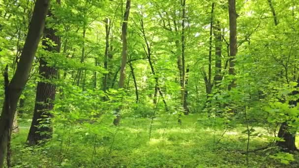 Grön Skog Med Träd Och Sol Ljus Går Igenom Löv — Stockvideo