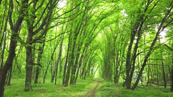 Forêt verte avec sentier, arbres et lumière du soleil traversant les feuilles, clip 4K 