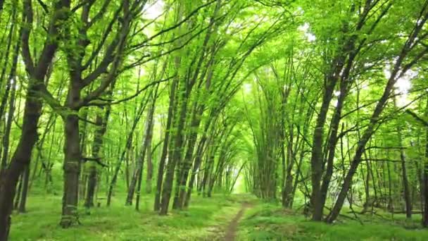 Bosque Verde Con Sendero Árboles Luz Solar Atravesando Hojas Clip — Vídeos de Stock