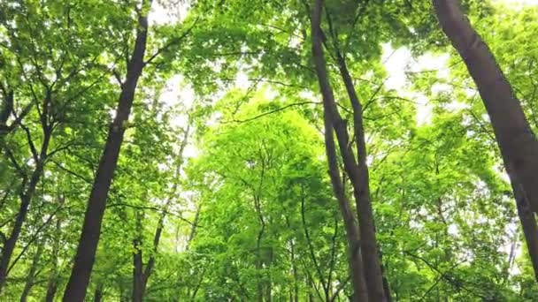 Floresta Verde Com Árvores Luz Sol Passando Por Folhas Clipe — Vídeo de Stock