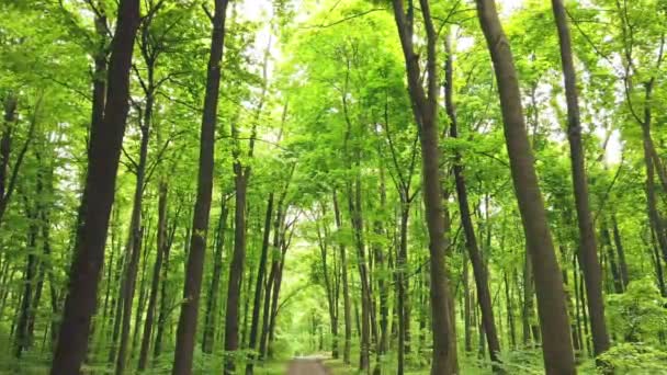 Bosque Verde Con Árboles Luz Solar Atravesando Hojas Clip — Vídeo de stock
