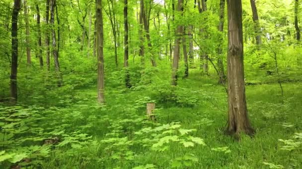 Зелений Ліс Деревами Сонячним Світлом Проходить Через Листя Кліп — стокове відео
