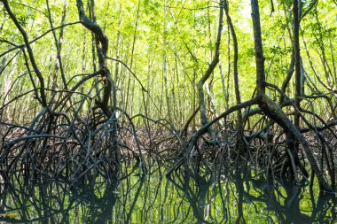 tropik mangrov orman