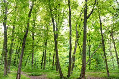Yolu ile yeşil orman, ağaçlar ve güneş