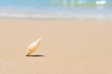 Kum sahilde beyaz deniz kabuğu