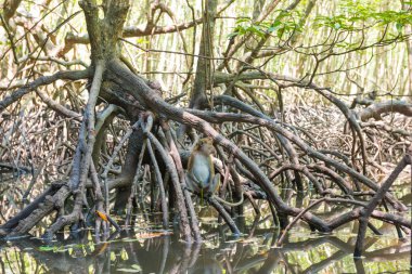 Mangrov ağacında oturan Macak maymunu